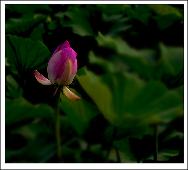 ���� 00512.jpg