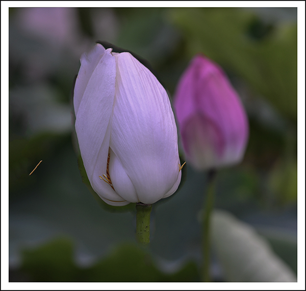 ���� 127112.jpg