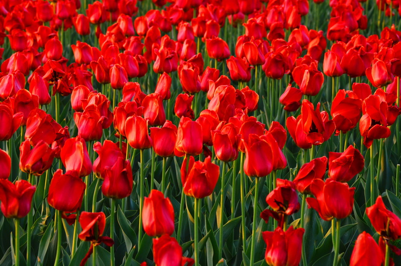 һƬ��   ������