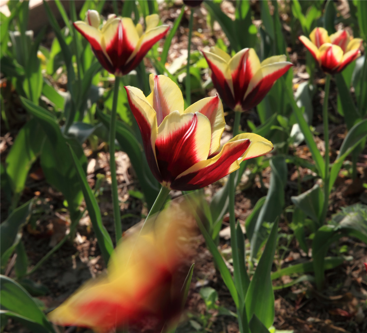 ������ (12).jpg