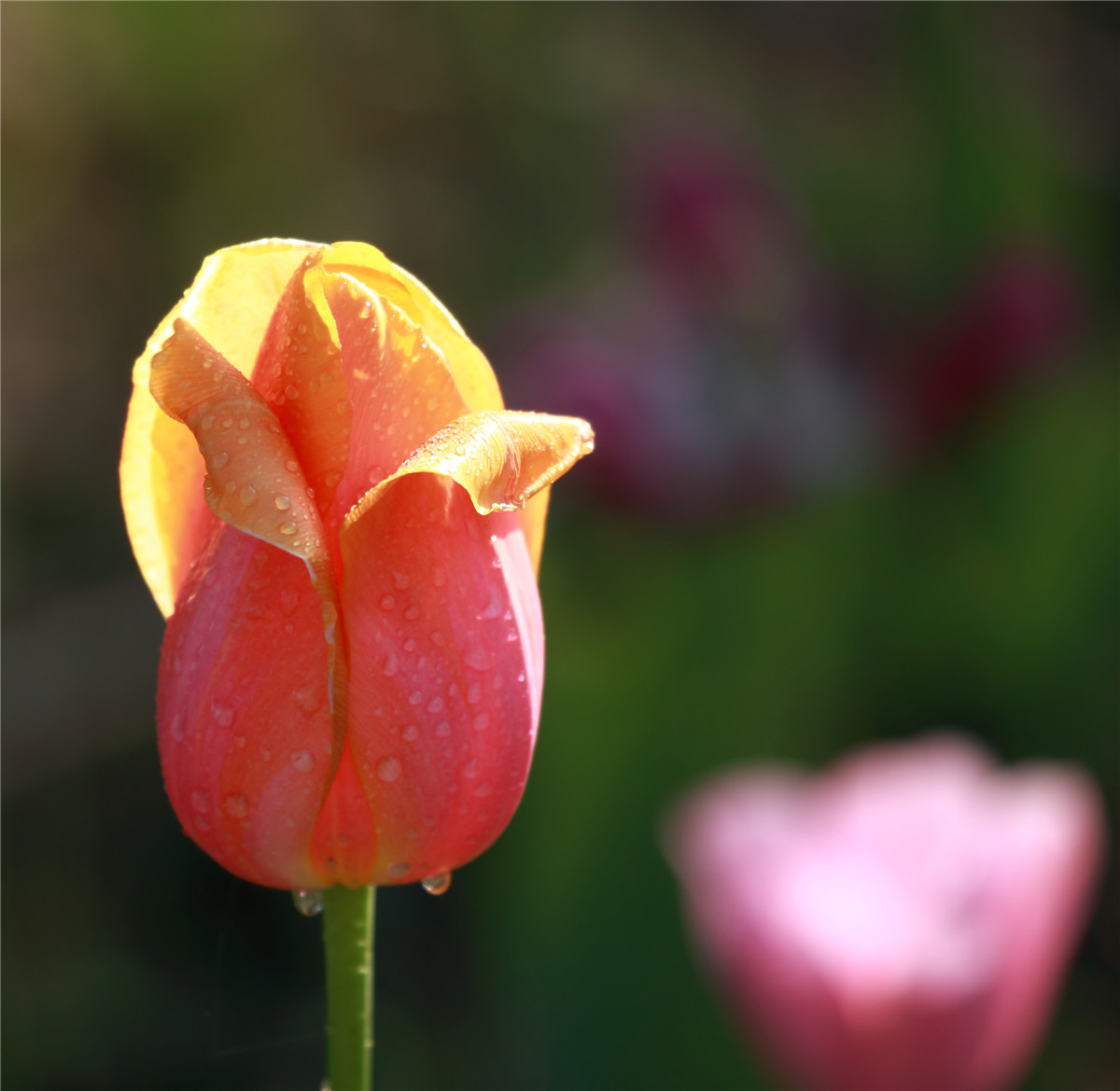 ������ (13).jpg