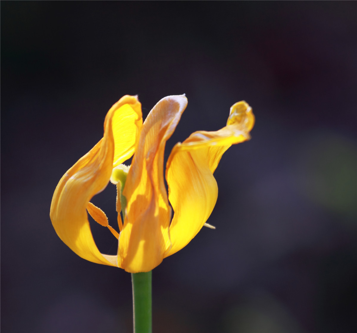 ������ (4).jpg