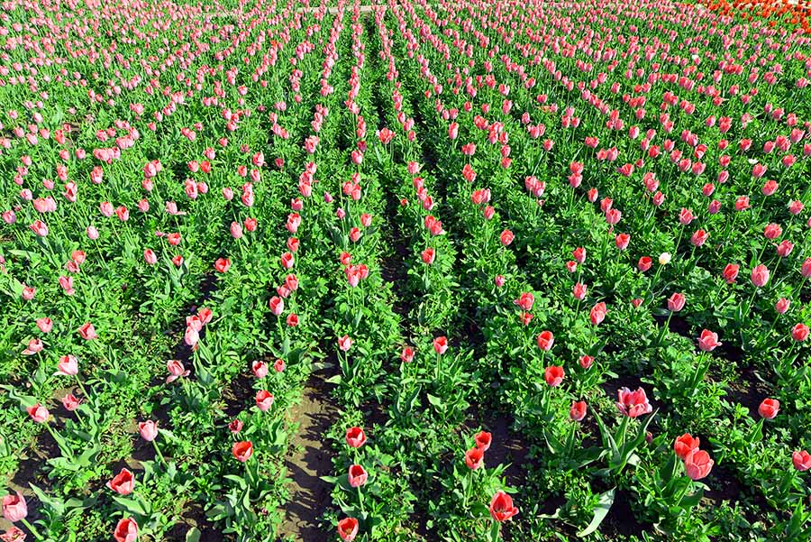 _����������԰һ����DSC9546 (105).jpg