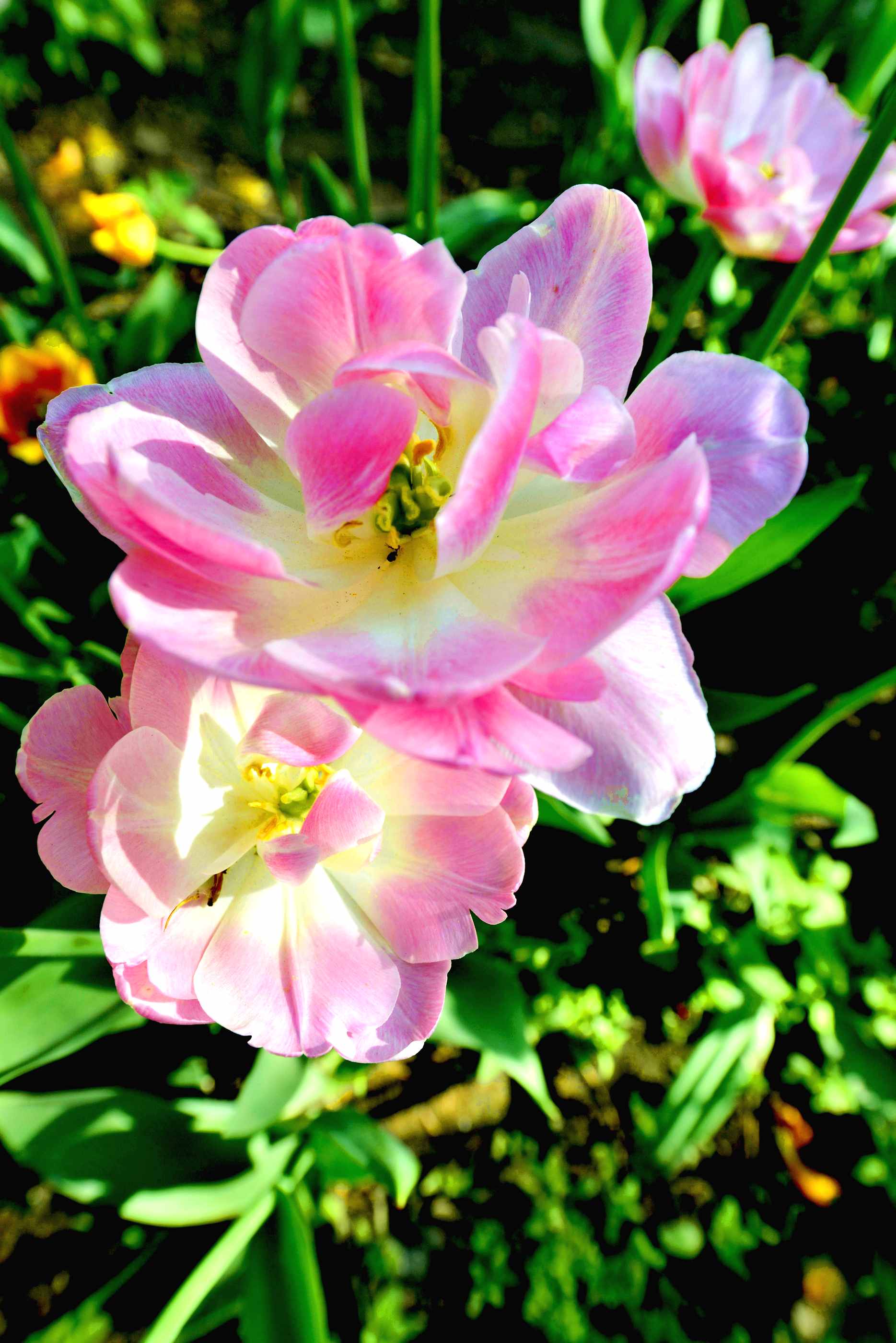 _����������԰һ����DSC9546 (101).jpg