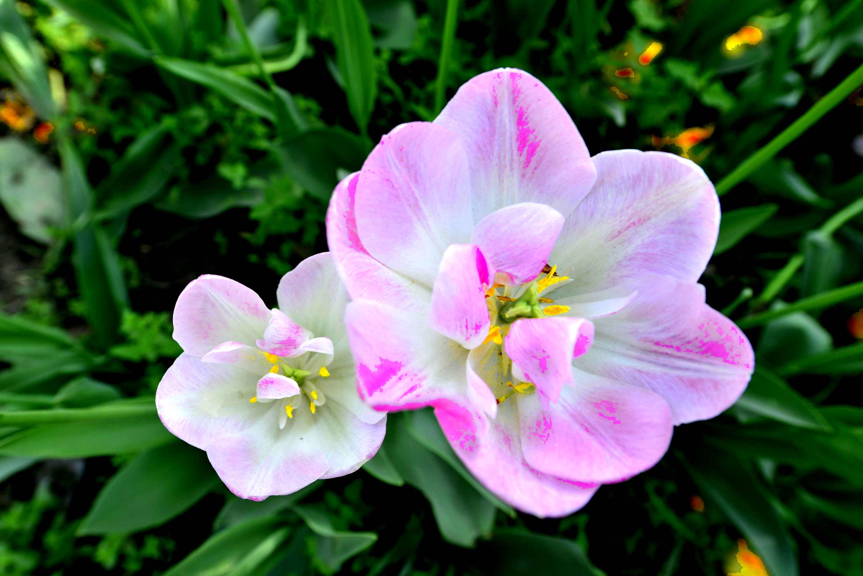 _����������԰һ����DSC9546 (98).jpg