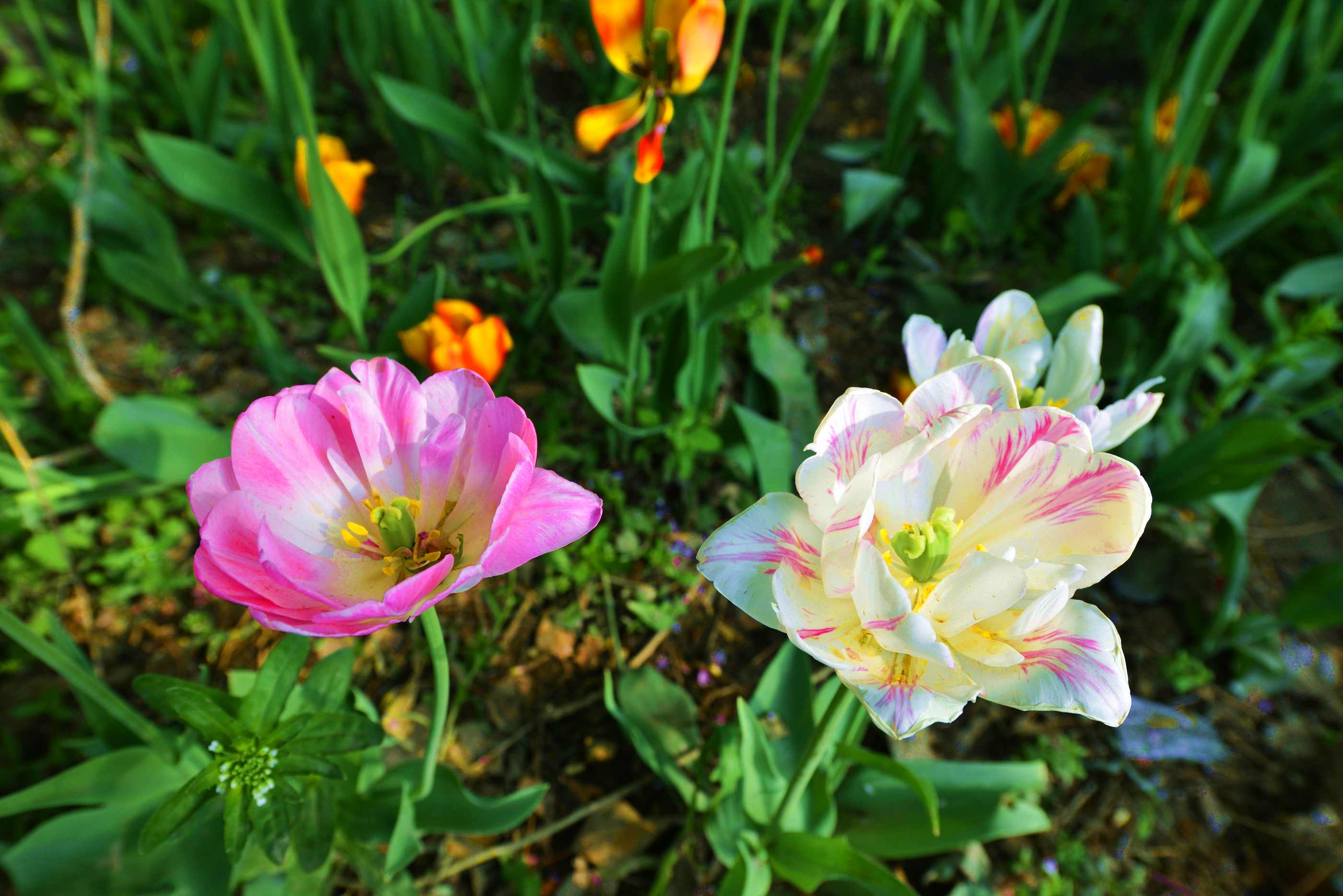 _����������԰һ����DSC9546 (97).jpg