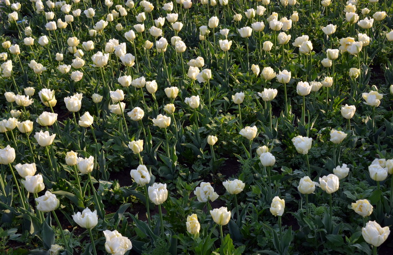 ѩ��   ������