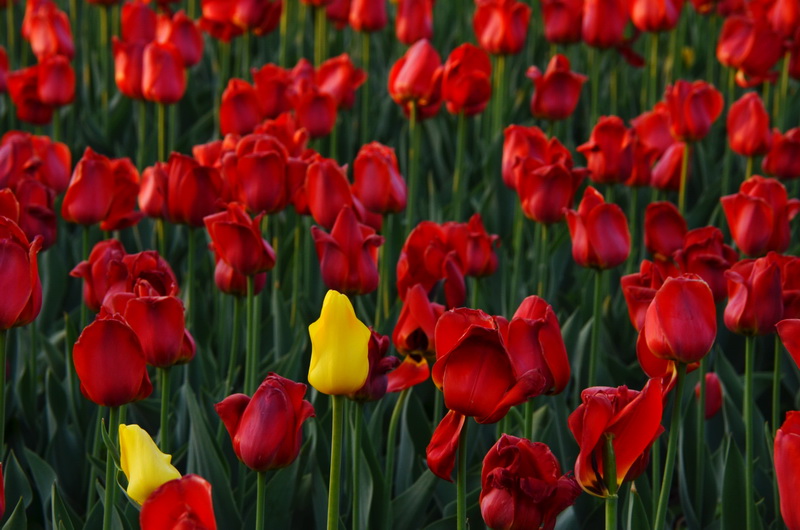 �Ƹ���   ������