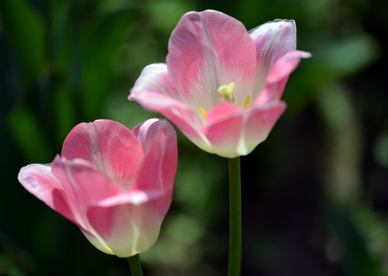 ˫��   ������