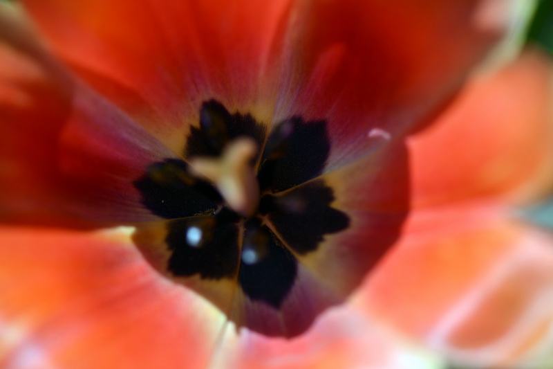 ����   ������