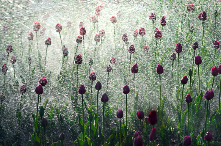 DSC_9905 ����.jpg