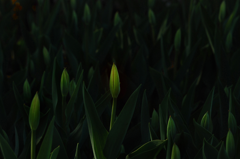 DSC_9928 ����.jpg