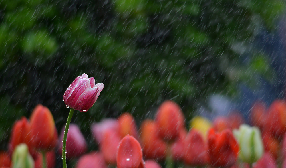 DSC_1599 ����.jpg