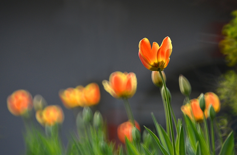 DSC_1452 ����.jpg