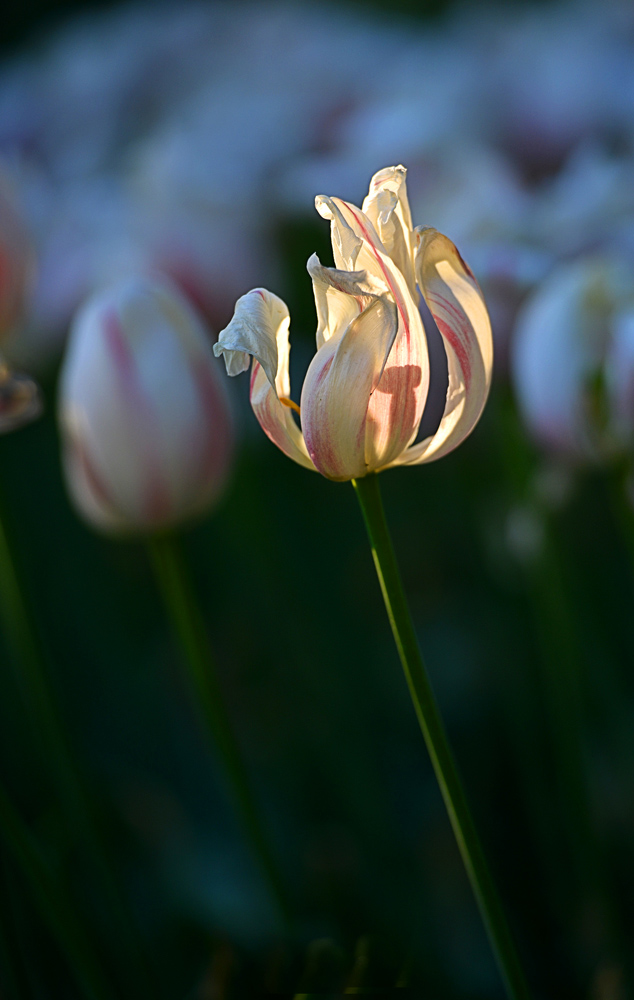 DSC_1718 ����.jpg