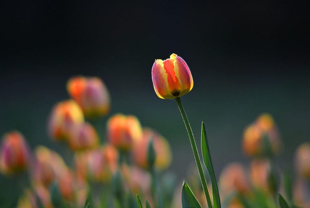 DSC_1412 ����.jpg