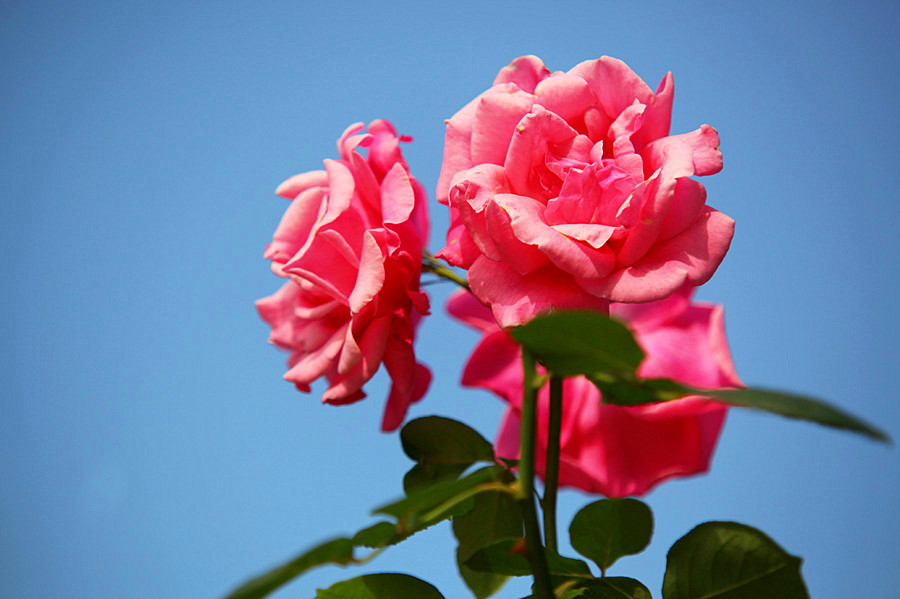 ��Ƭ 256_����.jpg