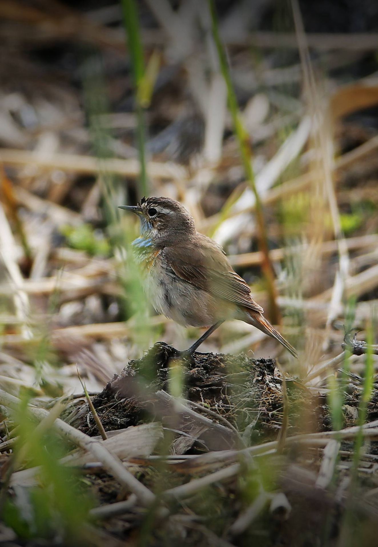 ������� (2).jpg