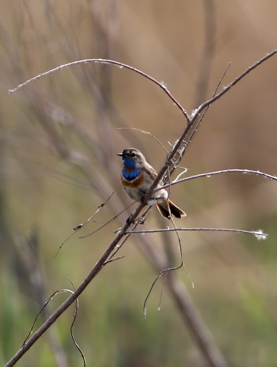 ������� (1).jpg