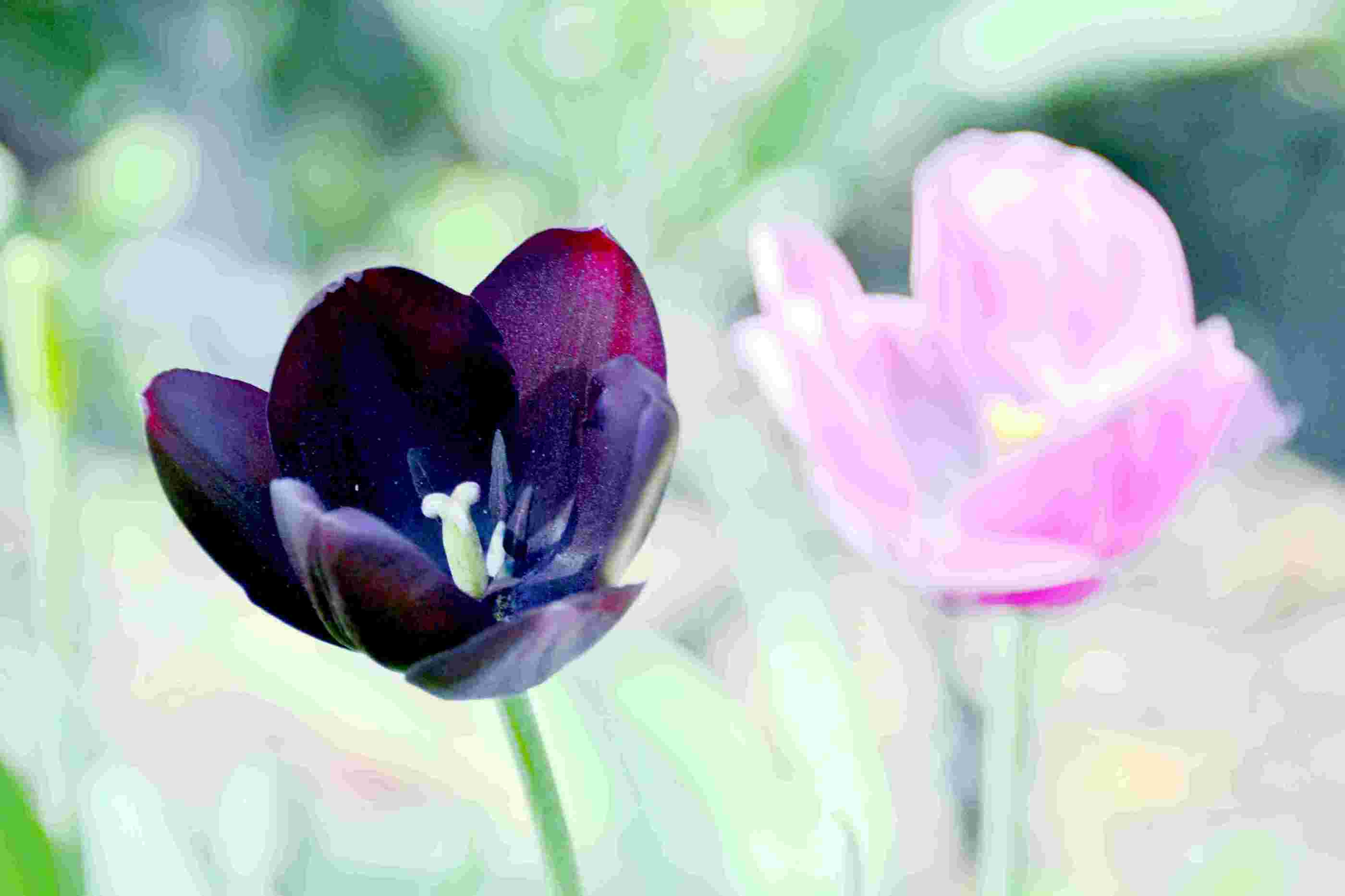 nEO_IMG__����������԰һ����DSC9546 (192).jpg