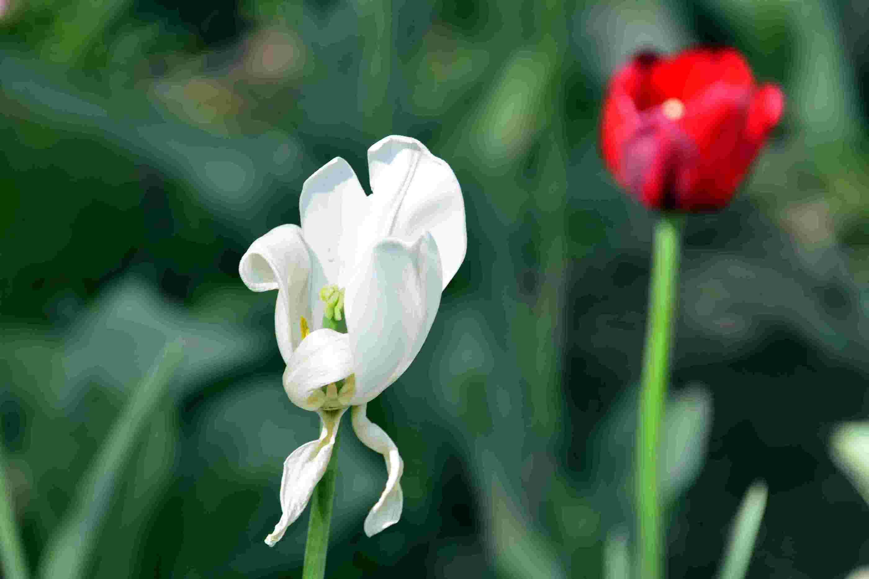 nEO_IMG__����������԰һ����DSC9546 (186).jpg