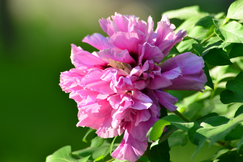 ��     ������