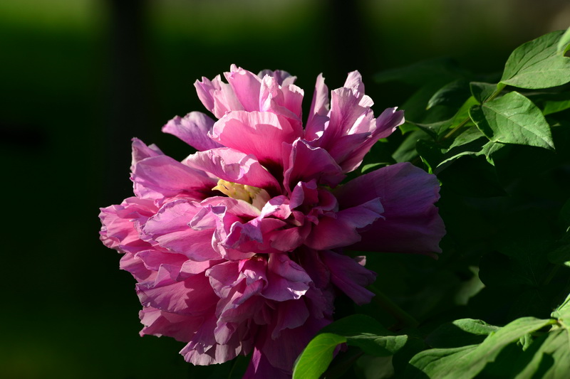 ĵ��   ������