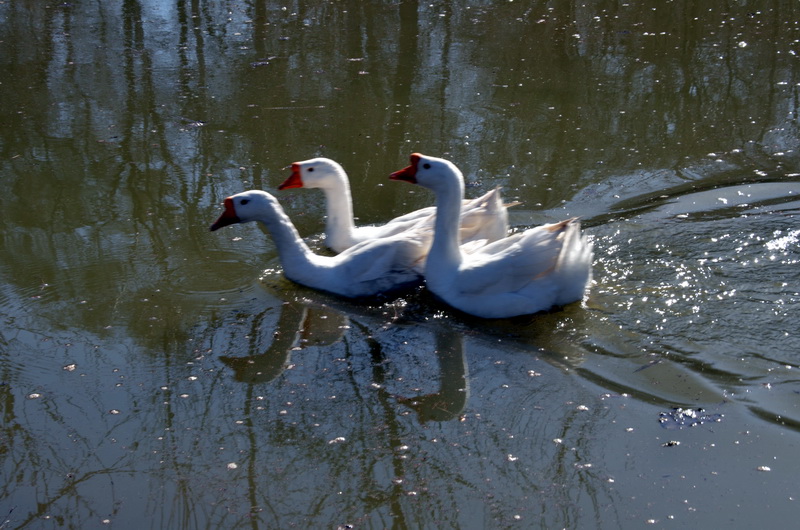 һ������   ������