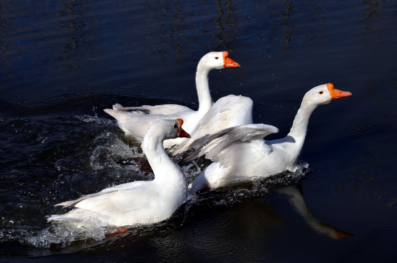 ����ˮ  ������