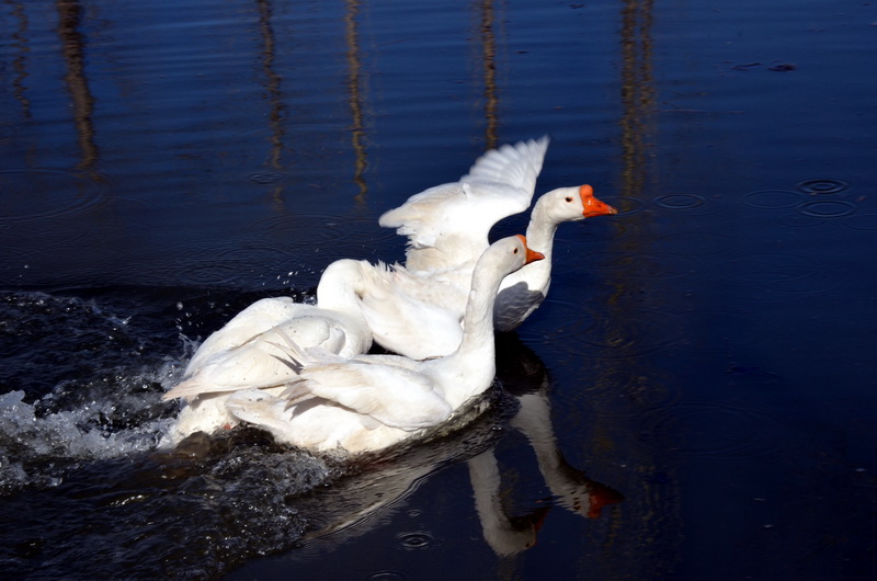 ����  ������