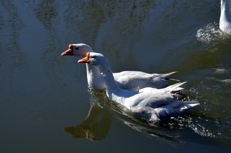 ��Ӱ  ������