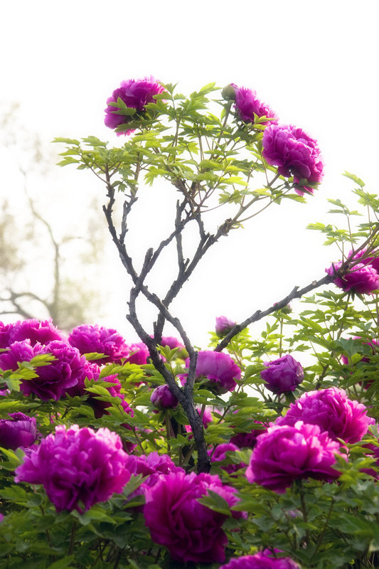 ��ȻЧ�� ���꽨 13503793366.jpg