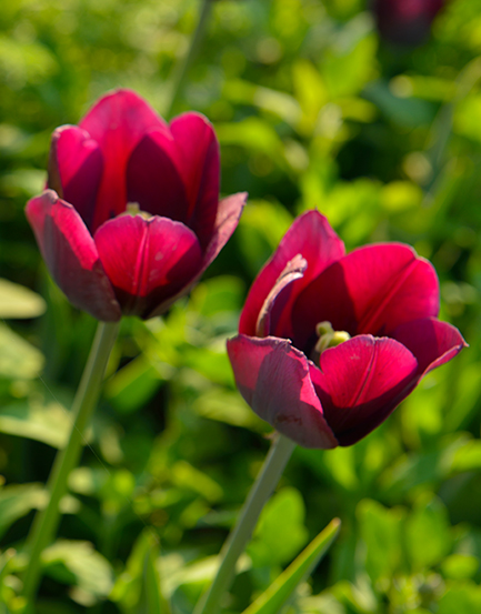 �Ļ�ŭ��¶����