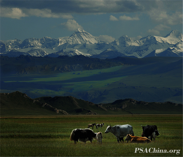 06.������Ʒ������ɽ�µ���ţ��The yak.jpg