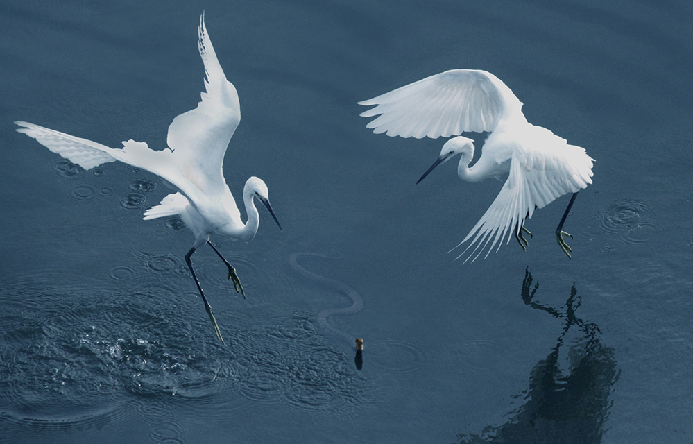 1 FIAP��Ȼ��𽱡�����Ϸ�ߡ����ƺ죨�й���.jpg