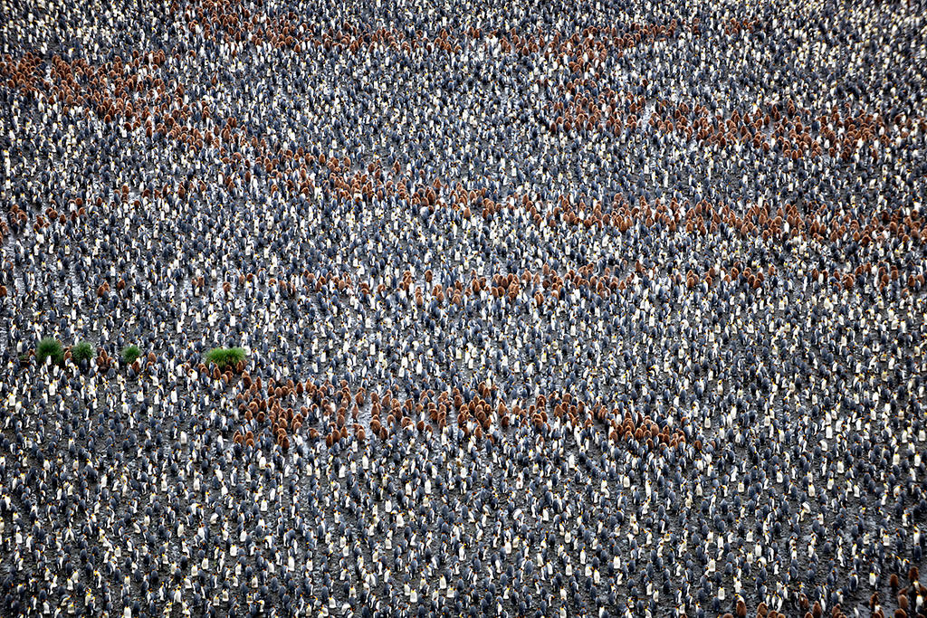 1 IPA��Ȼ��𽱡�������졷Koepf AchimEFIAP-g���¹���.jpg