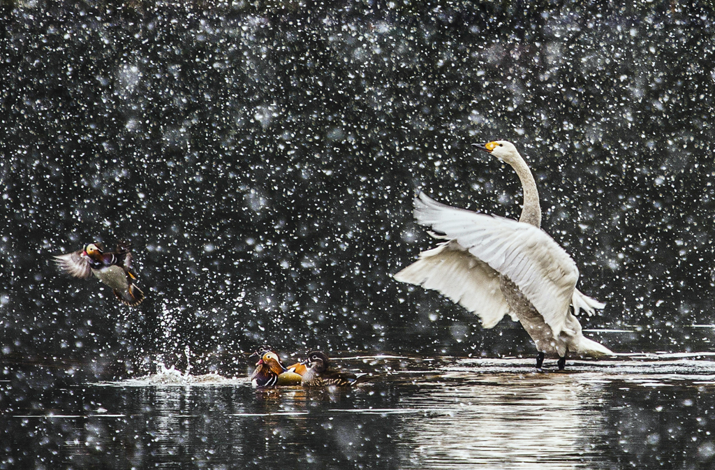 3 IPA��Ȼ��ͭ����������Ӧ���£��й���.jpg