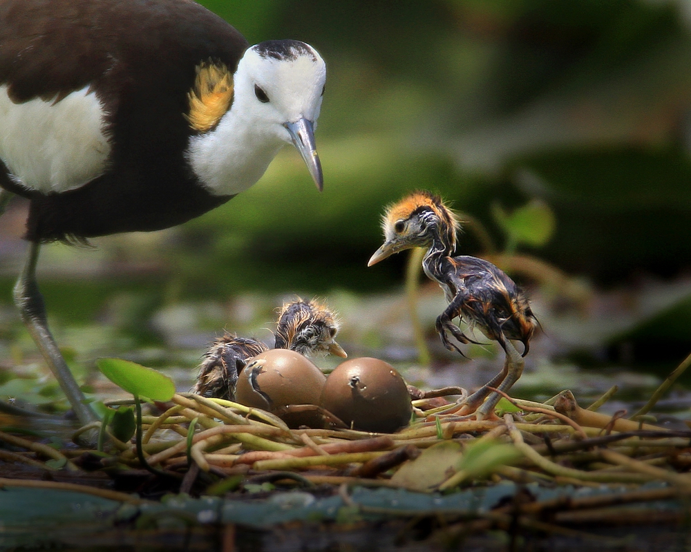 3 IPA��Ȼ��ͭ������������Ṧ���й���.jpg