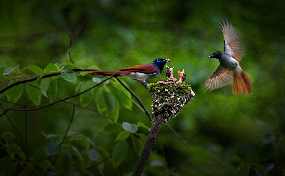 4 IPA��Ȼ��ѫ��������������һ�����й���.jpg