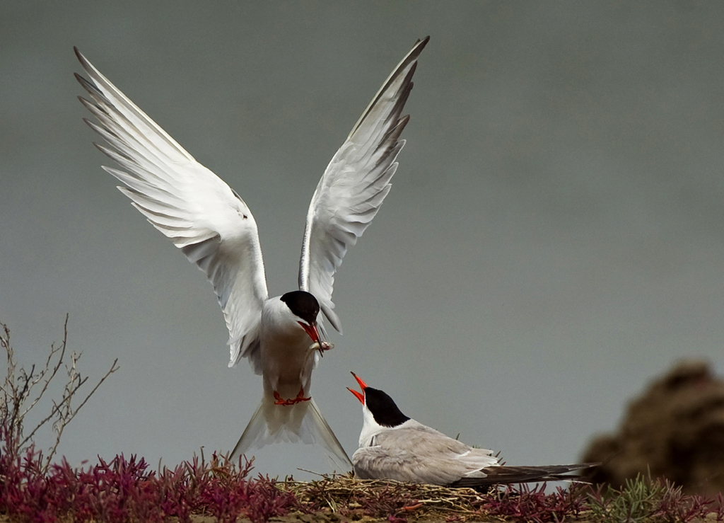 4 IPA��Ȼ��ѫ��������ٳ������������й���.jpg