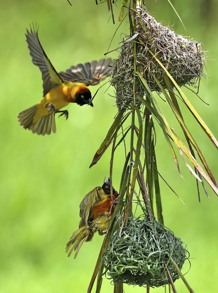 4 IPA��Ȼ��ѫ�������ھӡ����������й���.jpg