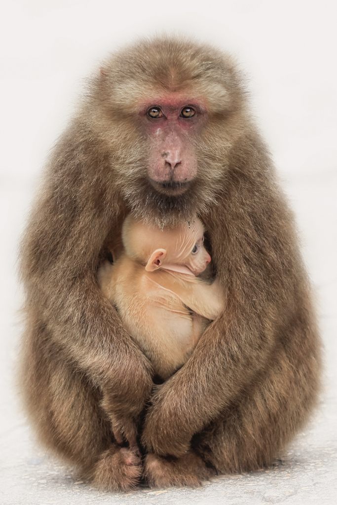 4 IPA��Ȼ��ѫ�������������ޡ���̫�����й���.jpg