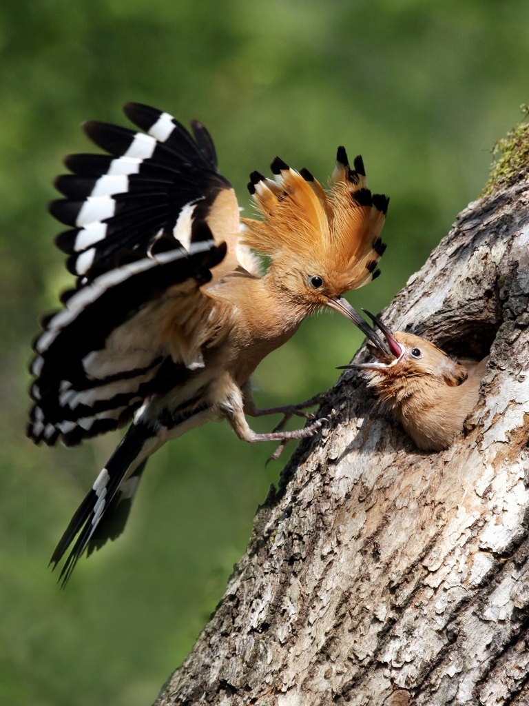 4 IPA��Ȼ��ѫ����Siklienka RadimirAFIAP��˹�工�ˣ���DUNK FAMILY��.jpg