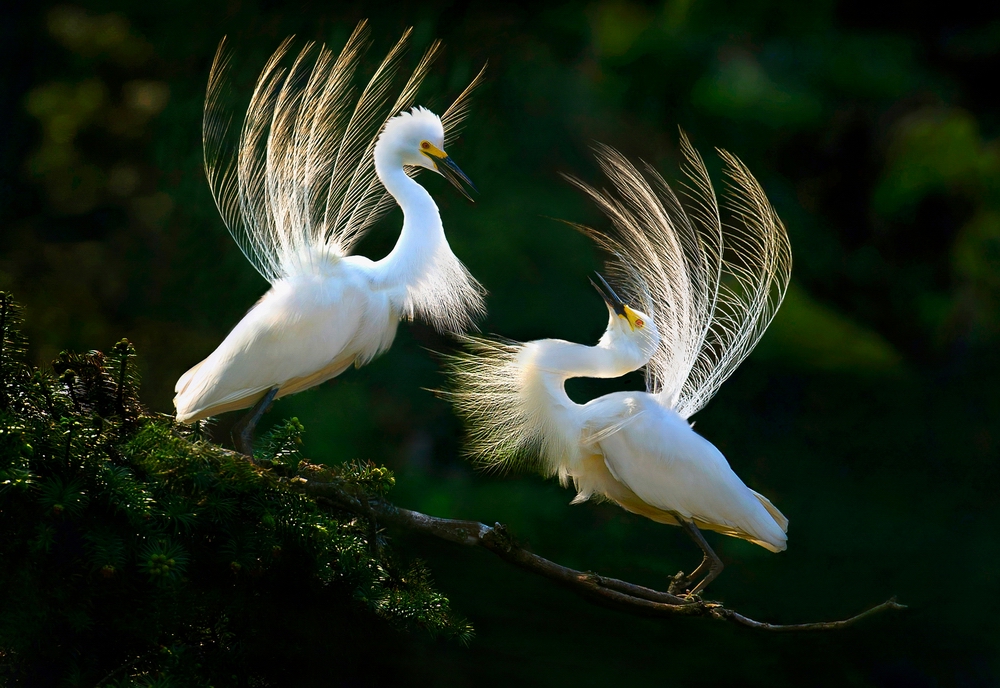 2 UPI��Ȼ��������Blue-tailed Bee_Eater in Action��Seetharam VinayakaAFIAP��ӡ�ȣ�.jpg