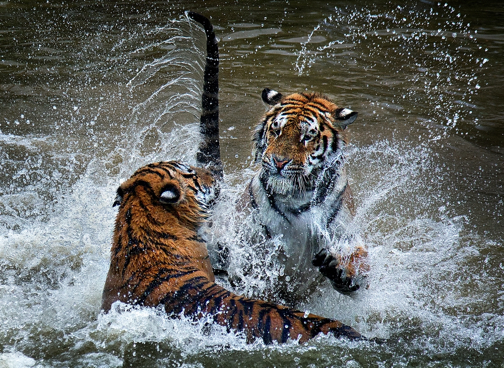 4 UPI��Ȼ��ѫ��������ˮ�����ң��й���.jpg