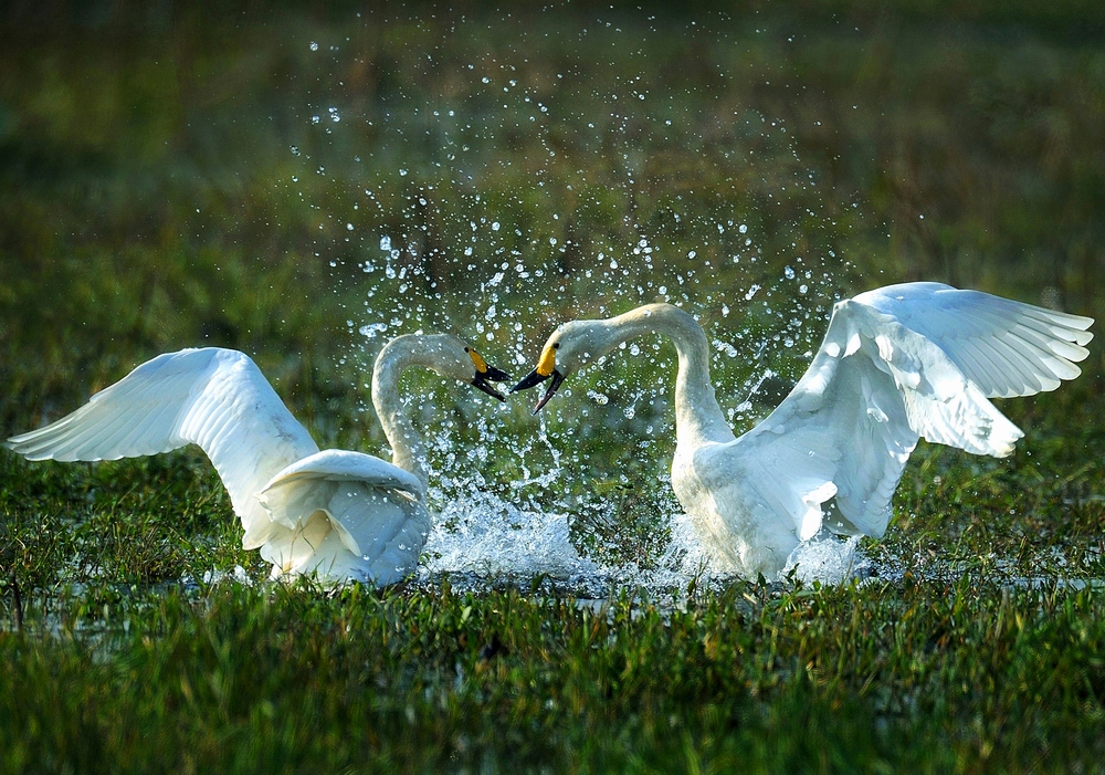 4 UPI��Ȼ��ѫ�������Ժ�Ϊ��Ҷѧ�䣨�й���.jpg