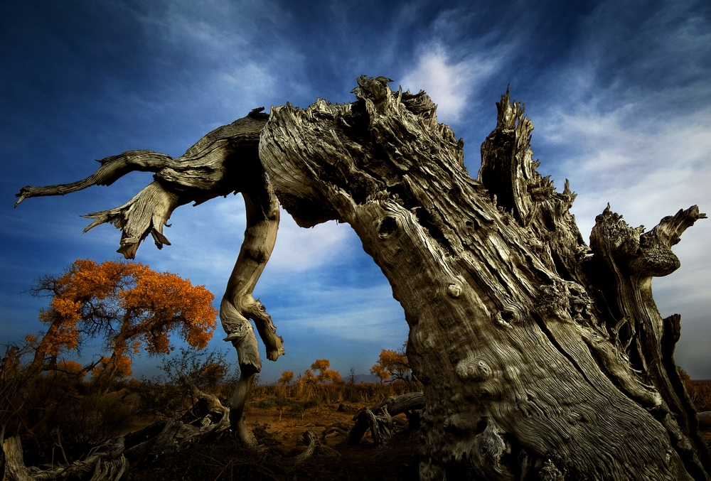 4 UPI��Ȼ��ѫ�����������ǣ������޸衷��ľ��й���.jpg