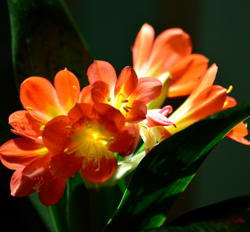 ����     ������