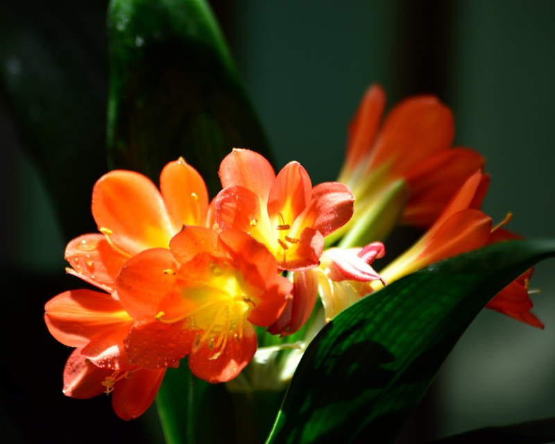 Ӱ��   ������