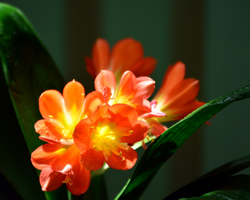 ����   ������